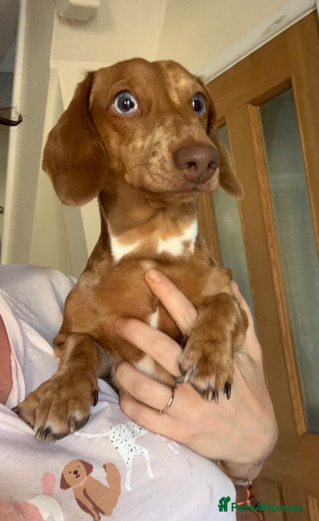 Miniature Dachshund dogs for stud: miniature dachshund stud  in Pontypridd - Advert 8