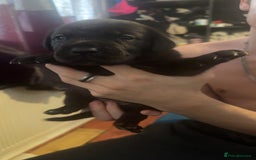 Cane Corso dogs for sale: Puppies - Image 7