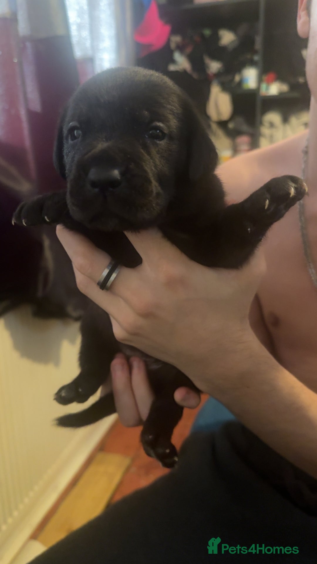 Cane Corso dogs for sale: Puppies - Image 7