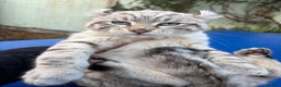 Savannah cats for sale: Superb snow leopard male  - Advert 18