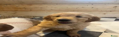 Golden Retriever 2