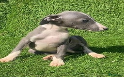 Whippet dogs for sale: Kc whippet pups  - Image 14