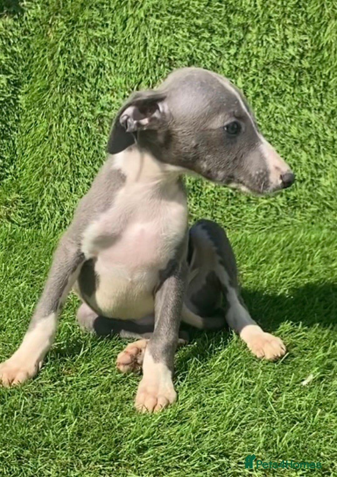 Whippet dogs for sale: Kc whippet pups  - Image 14