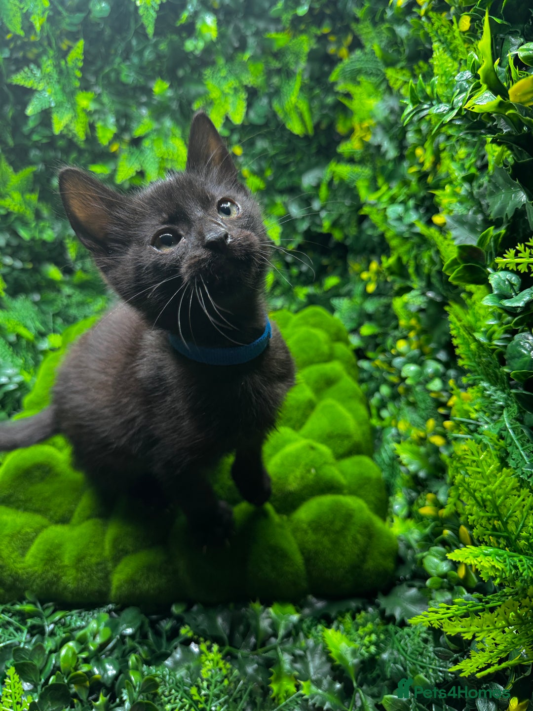 Egyptian Mau cats for sale: Smoke Egyptian MAU x Bengal spotted&marble kittens - Image 4