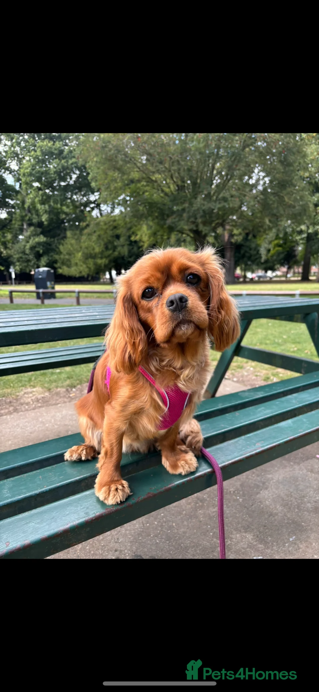 Cavalier King Charles Spaniel dogs for sale: 3 Black and Tan cavalier King Charles spaniels in Grimsby - Advert 6