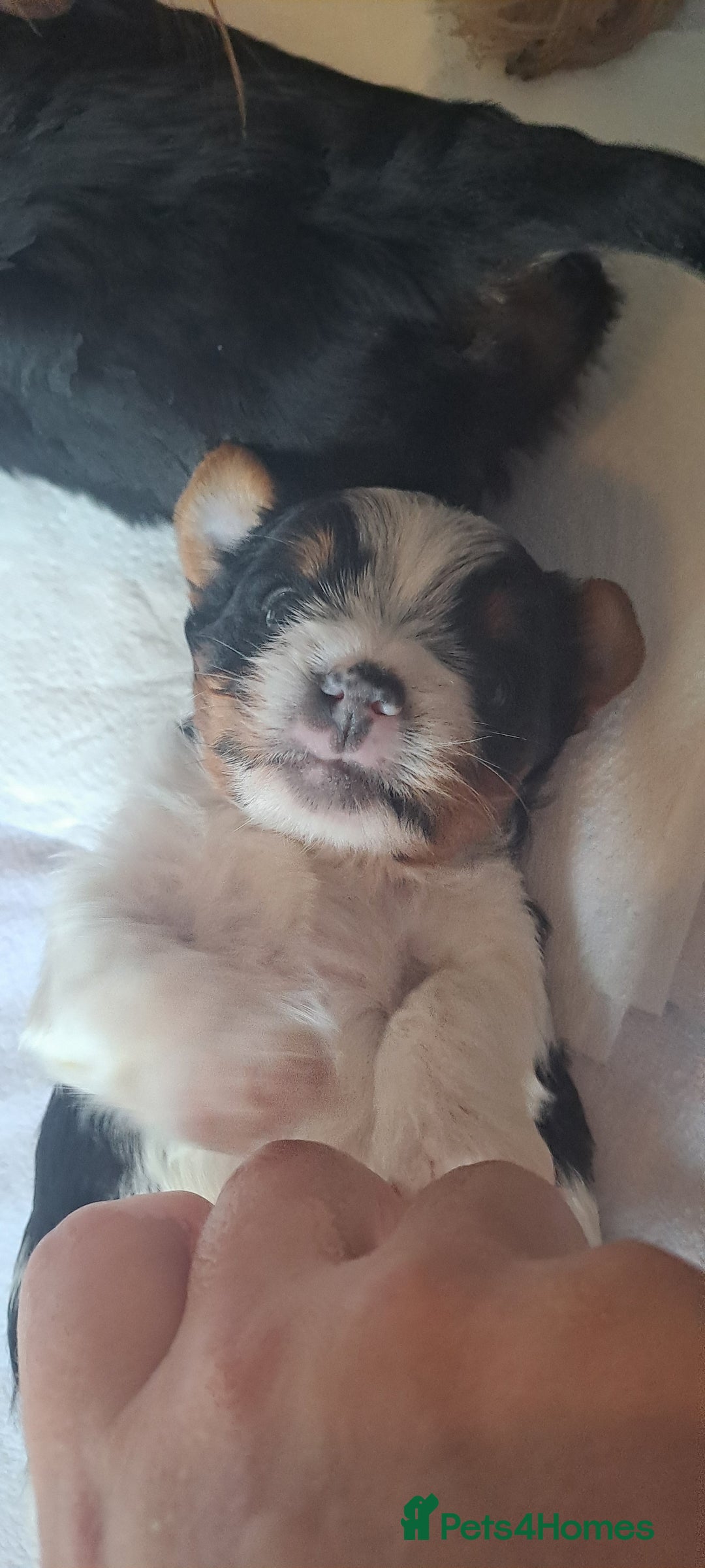 Yorkshire Terrier dogs for sale: Beautiful Biewer Yorkshire pups*LASTBOY Readynow* in Andover - Image 32