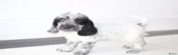 Cocker Spaniel dogs for sale: Beautiful KC Registered Show-Type Puppies - Advert 15