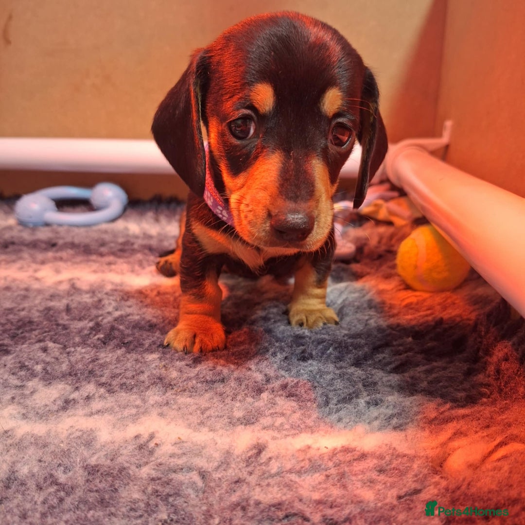 Miniature Dachshund dogs for sale: 5 gorgeous miniature dachshund puppies for sale  - Image 27
