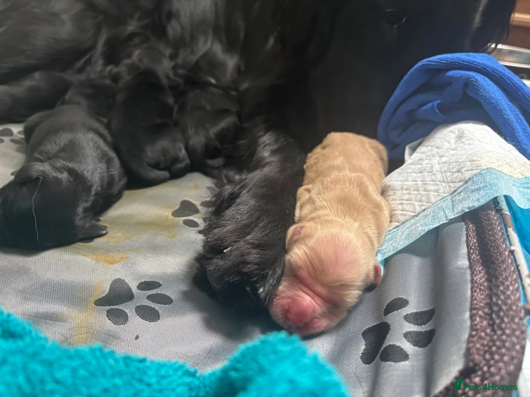 Flat coated Retriever dogs for sale: Flat coat retriever puppies for sale in Brighton - Advert 2