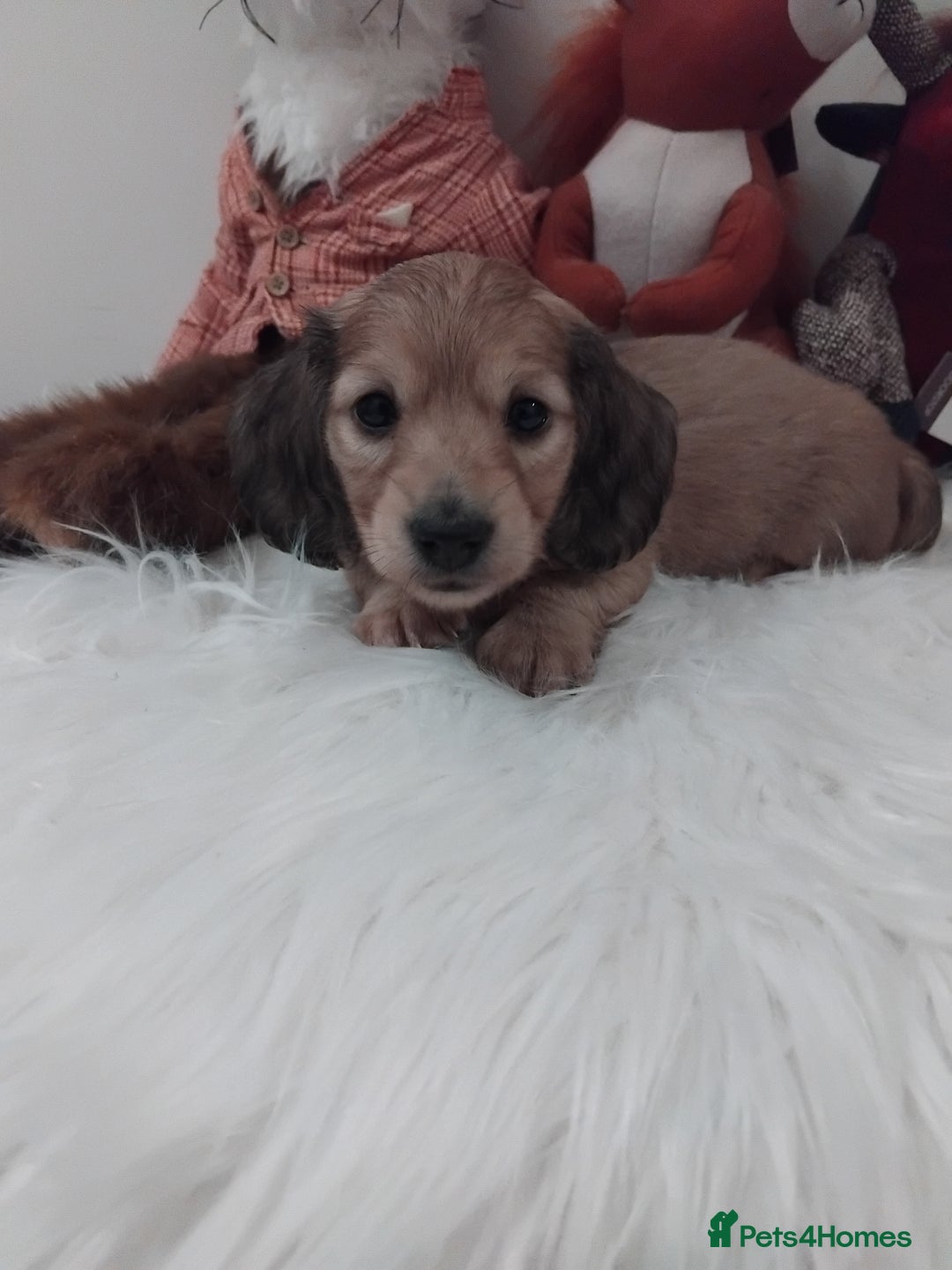 Miniature Dachshund dogs for sale: Miniture long haired dachshund puppies for sale  - Advert 7