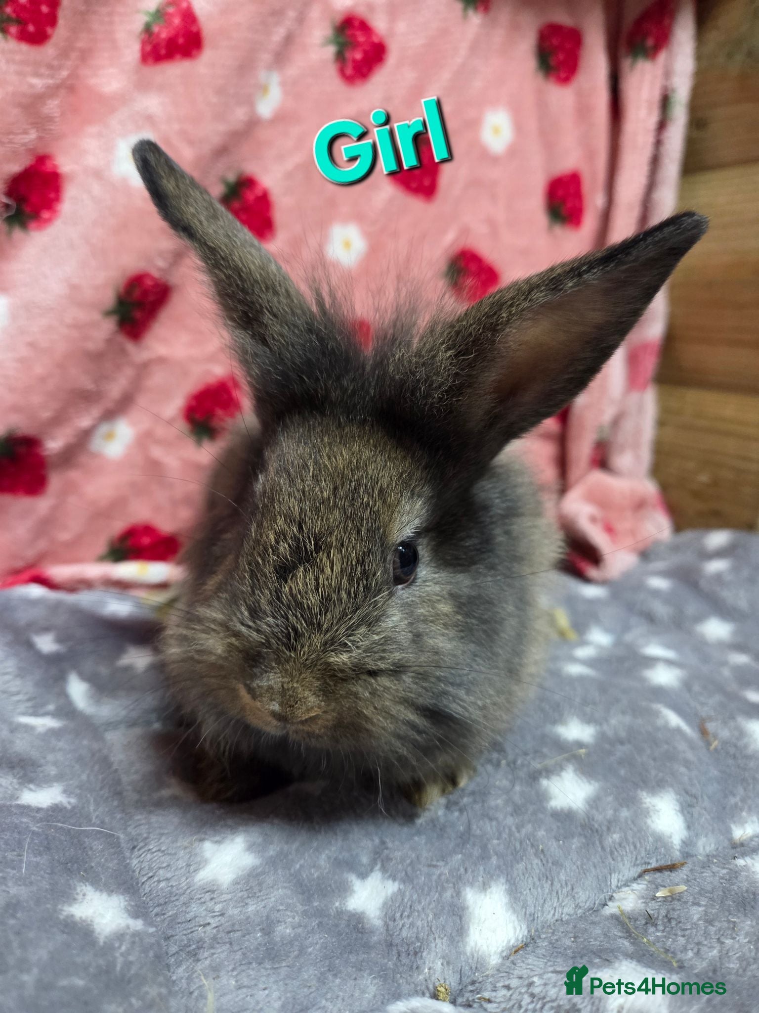 Lionhead rabbits 2 lion head sisters 12 weeks old price is for both - Advert 2