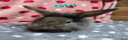 Lionhead rabbits for sale: 2 lion head sisters 12 weeks old price is for both - Advert 2