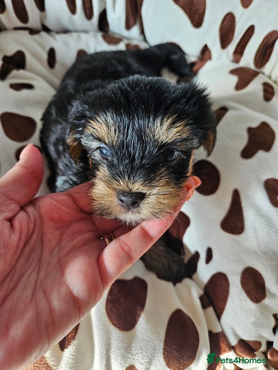 Yorkshire Terrier dogs for sale: DNA TESTED Father - Yorkshire Terrier puppies  - Image 38