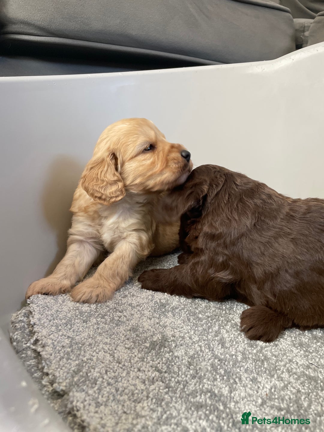 Cockapoo dogs for sale: F1 cockapoo p,r.a clear test - Image 3