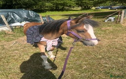 Irish Cob horses for sale: Buddy - Image 25