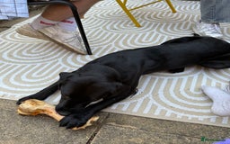 Mixed Breed dogs for sale: 1 year old GSP X Lab  - Image 7