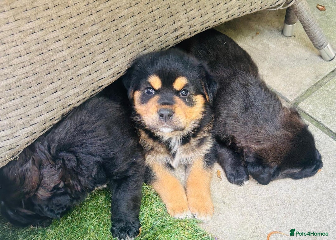 Mixed Breed dogs for sale: Central Aisian Shepard x Rottweiler - Image 2