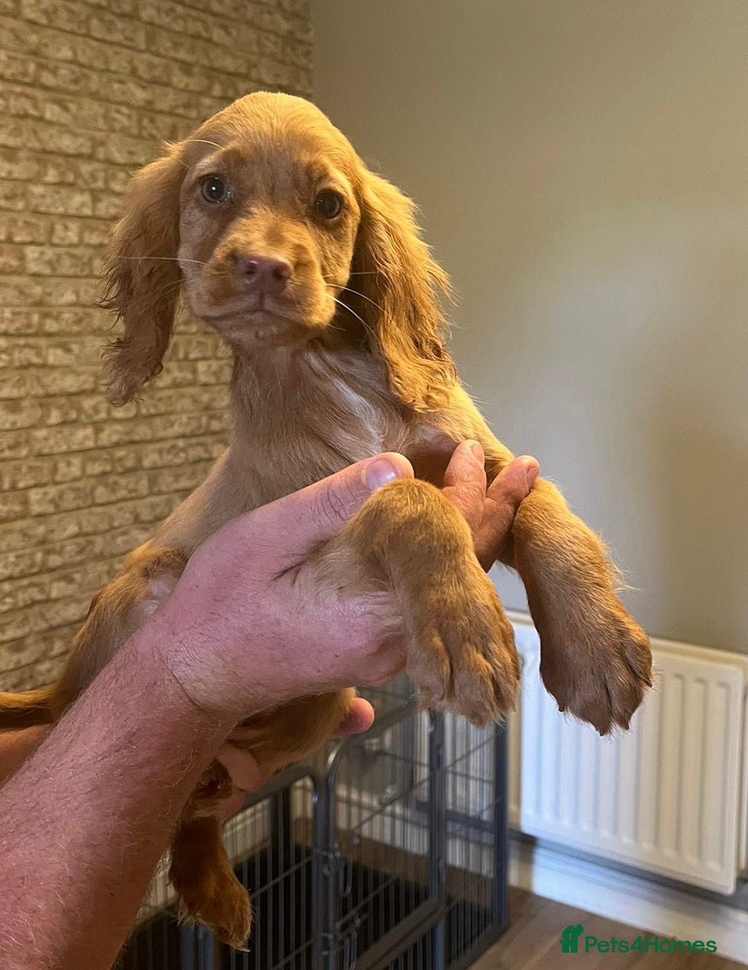 Cocker Spaniel dogs for sale: Fox red cocker spaniel pups  - Image 10