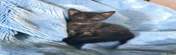 Bengal cats for sale: Smoke Boy Available for his forever home  - Advert 14