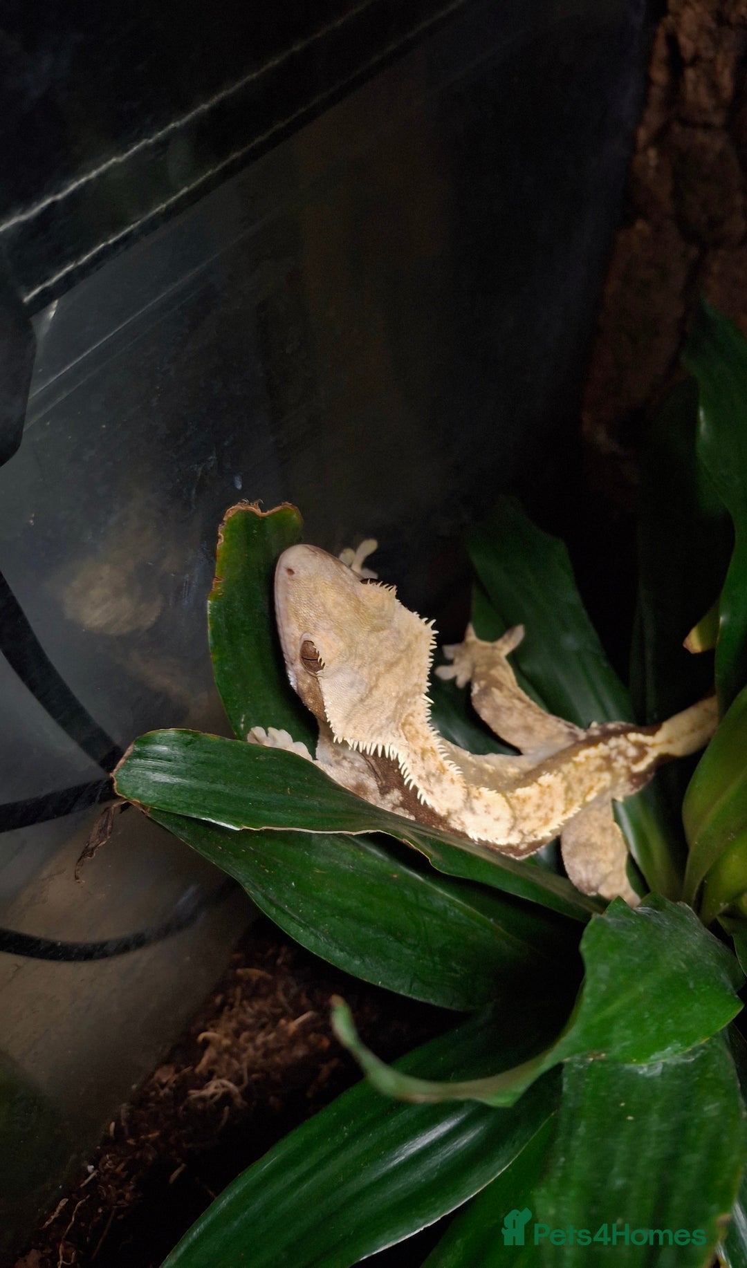 Gecko reptiles for sale: Baby crested geckos  in Doncaster - Image 17