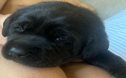 Labrador Retriever dogs for sale: Labrador puppies - Image 3