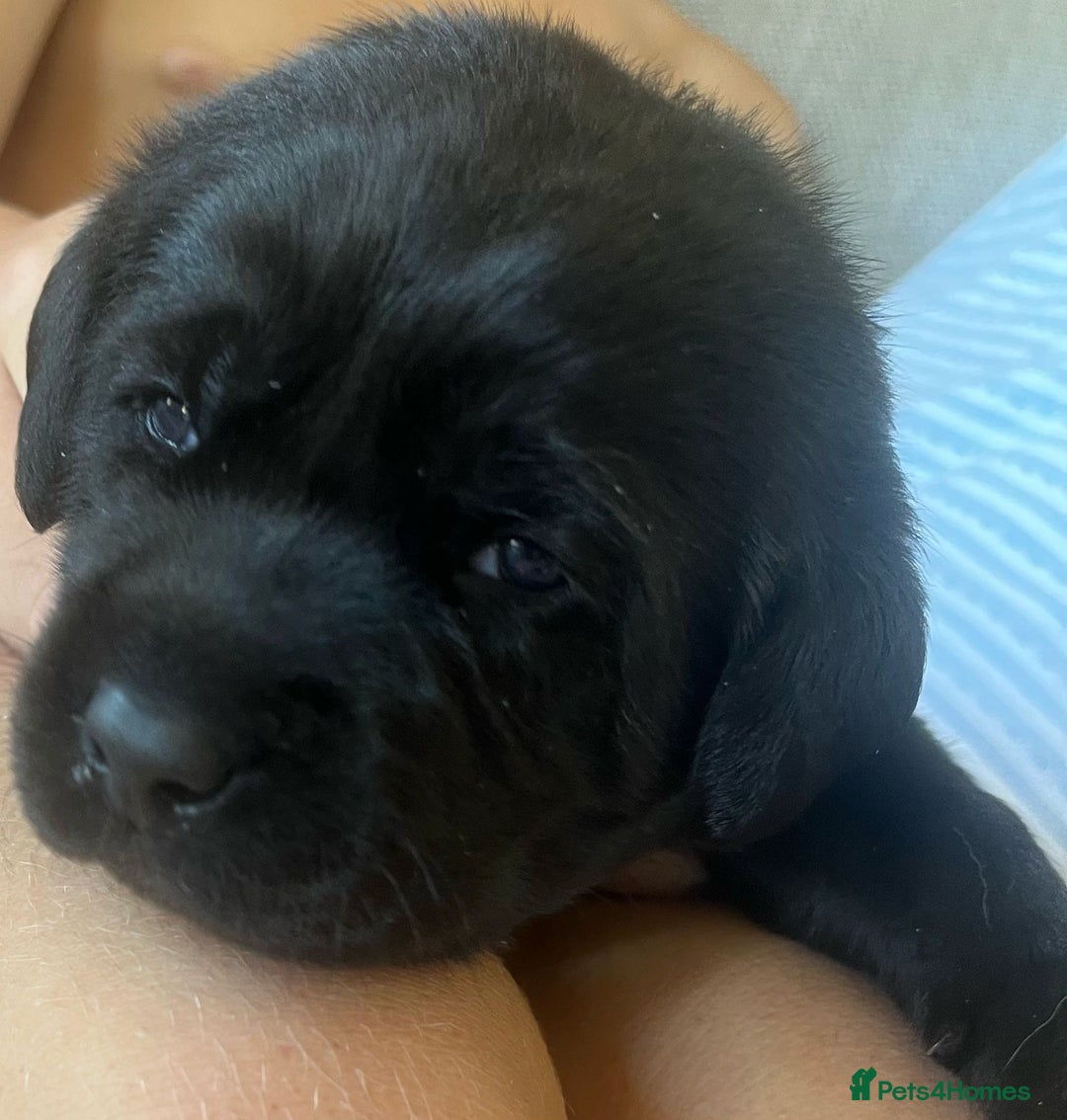 Labrador Retriever dogs for sale: Labrador puppies - Image 3