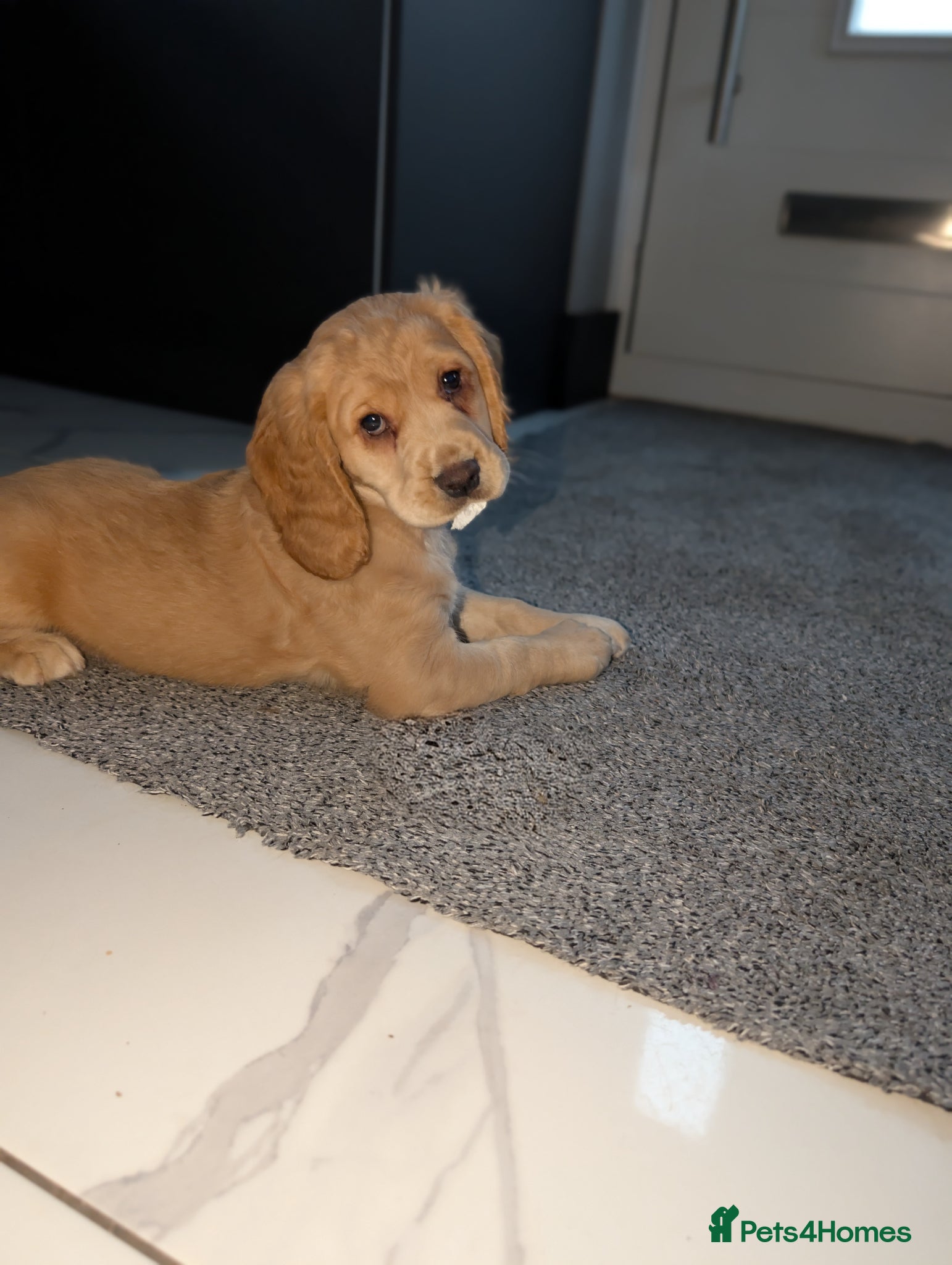 Cocker Spaniel dogs  CHAMPION BLOODLINE WORKING COCKER GIRL available  - Advert 16