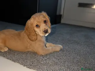 Cocker Spaniel dogs CHAMPION BLOODLINE WORKING COCKER GIRL available - Advert 16