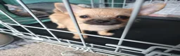 Pomchi dogs for sale: Adorable Pomchi pups in Liverpool - Advert 9