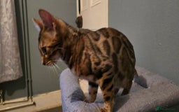 Bengal cats for sale: Registered Pure Bengal READY NOW  - Image 5