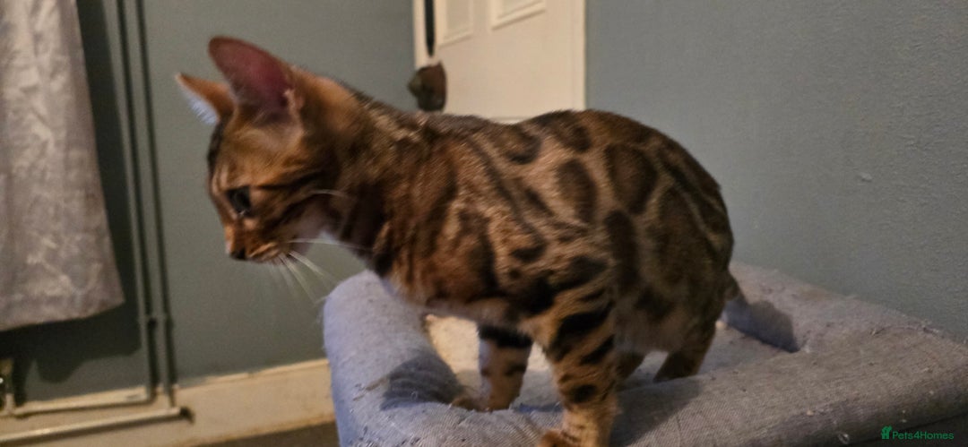Bengal cats for sale: Registered Pure Bengal READY NOW  - Image 5