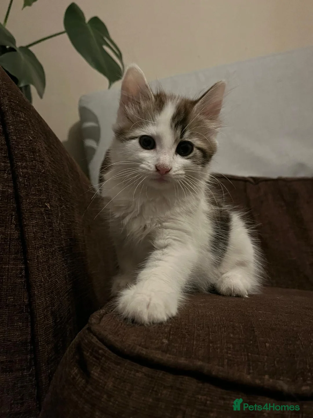 Mixed Breed cats for sale: Two gorgeous boys - Advert 2