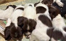 English Springer Spaniel dogs for sale: 2025 FTCH ROSEBAY BLUE,WELL MARKED LITTER ESS PUPS - Image 17