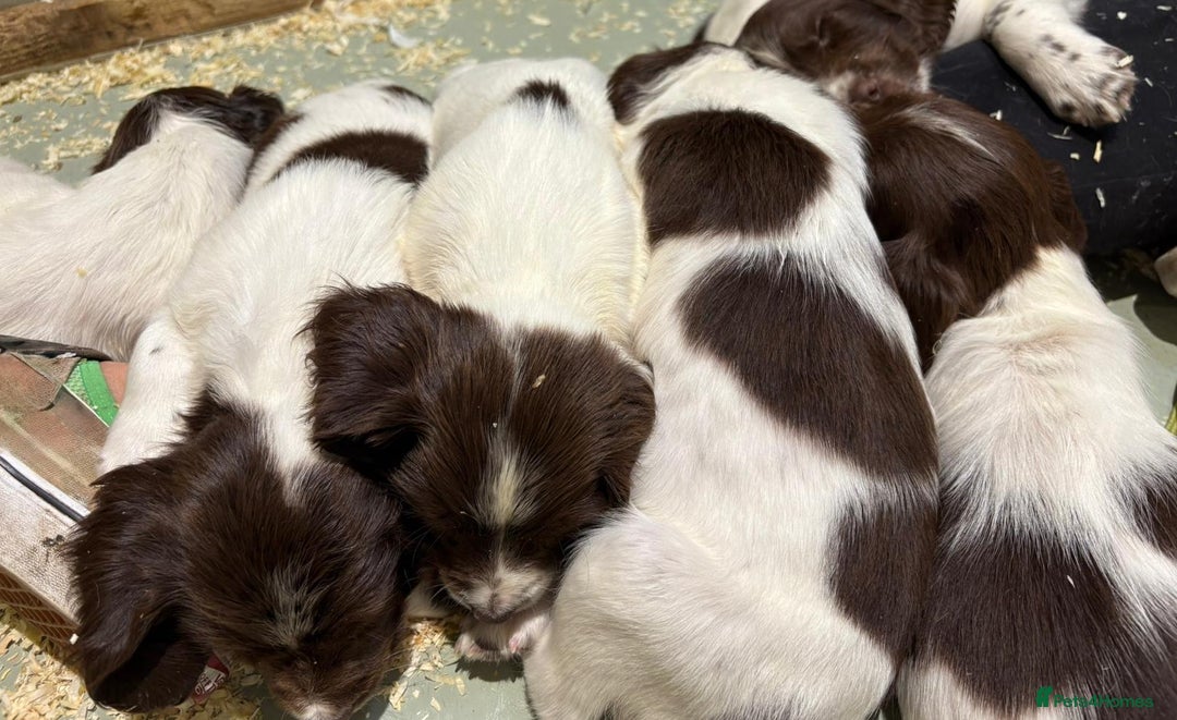 English Springer Spaniel dogs for sale: 2025 FTCH ROSEBAY BLUE,WELL MARKED LITTER ESS PUPS - Image 17
