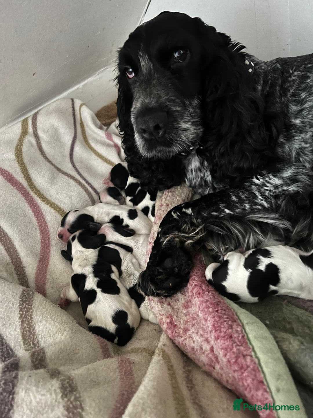 Cocker Spaniel dogs for stud: DNA health tested KCd cocker at stud in Alston - Image 5