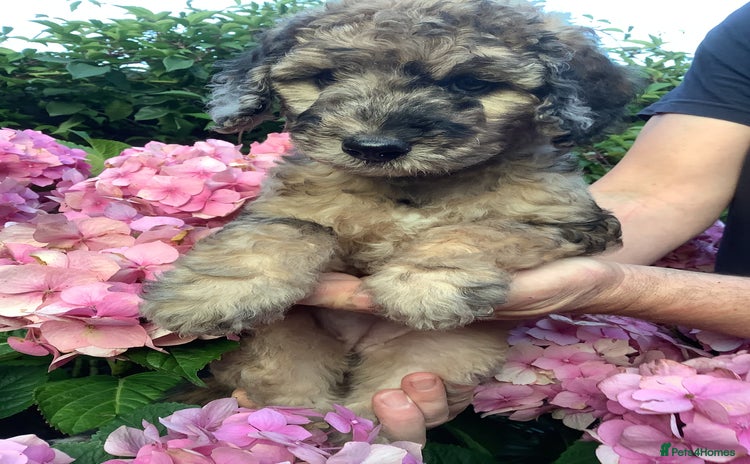 Poodle dogs - Advert 1