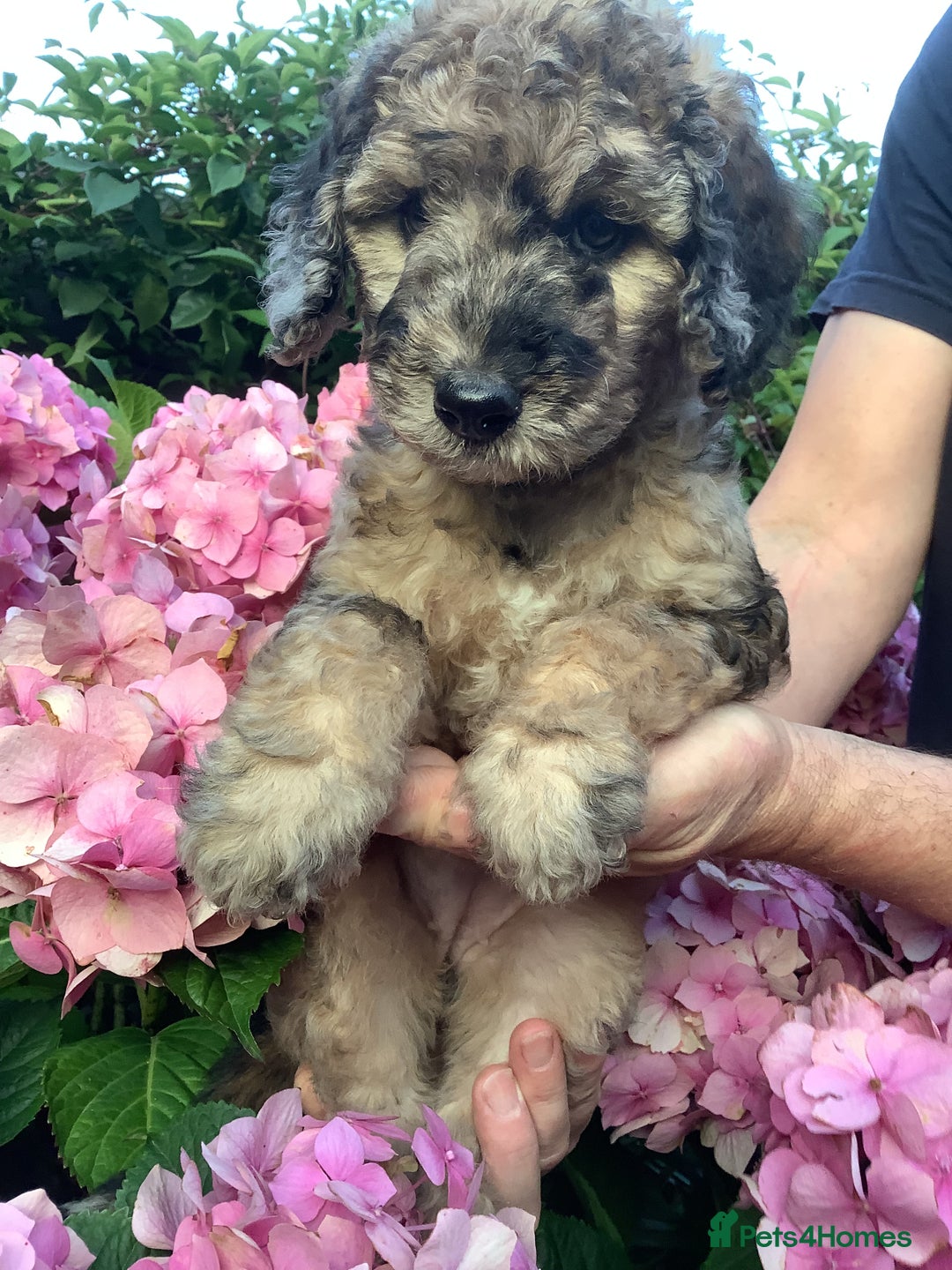 Poodle dogs for sale: Rare markings ready now - Image 1