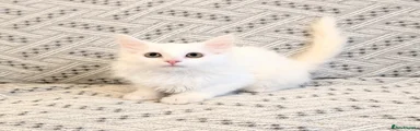 Turkish Angora Kitten 1