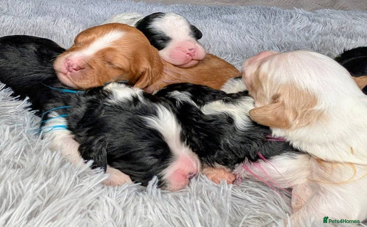 Toy Poodle dogs 🖤CAVAPOO BABIES🖤TESTED PARENTS! - Advert 3