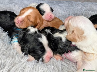 Toy Poodle dogs 🖤CAVAPOO BABIES🖤TESTED PARENTS! - Advert 2