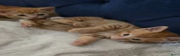 Mixed Breed cats for sale: Beautiful ginger kittens  - Advert 15