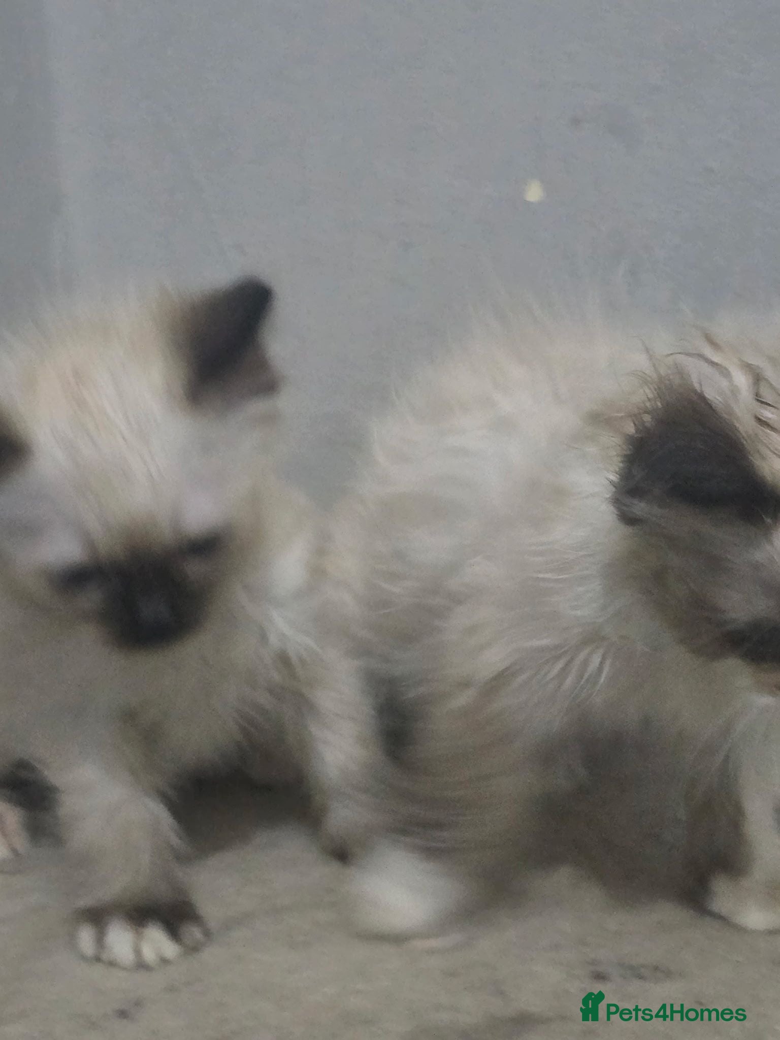 Ragdoll cats I have two full ragdoll kittens forsale  - Advert 2
