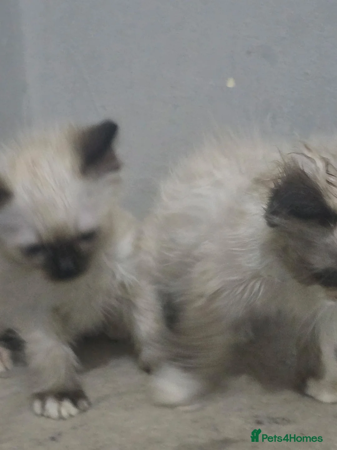 Ragdoll cats for sale: I have two full ragdoll kittens forsale  in South Ockendon - Advert 1