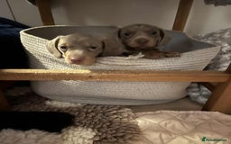 Miniature Dachshund dogs for sale: miniature dachshund issabella/chocolate puppies - Image 5