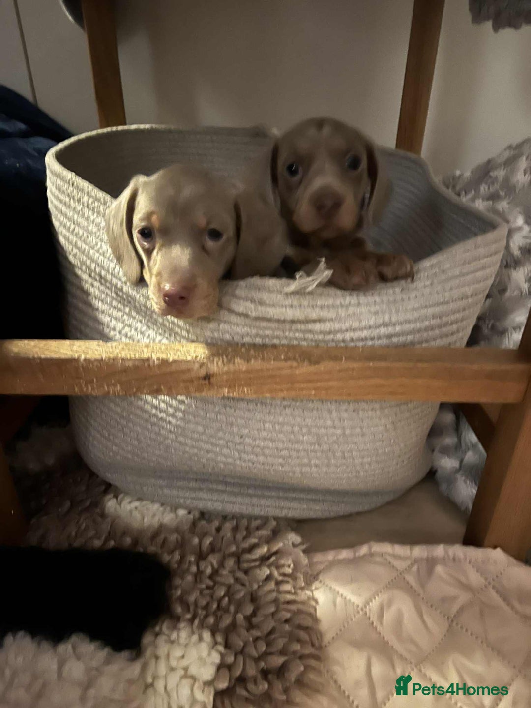 Miniature Dachshund dogs for sale: miniature dachshund issabella/chocolate puppies - Image 5