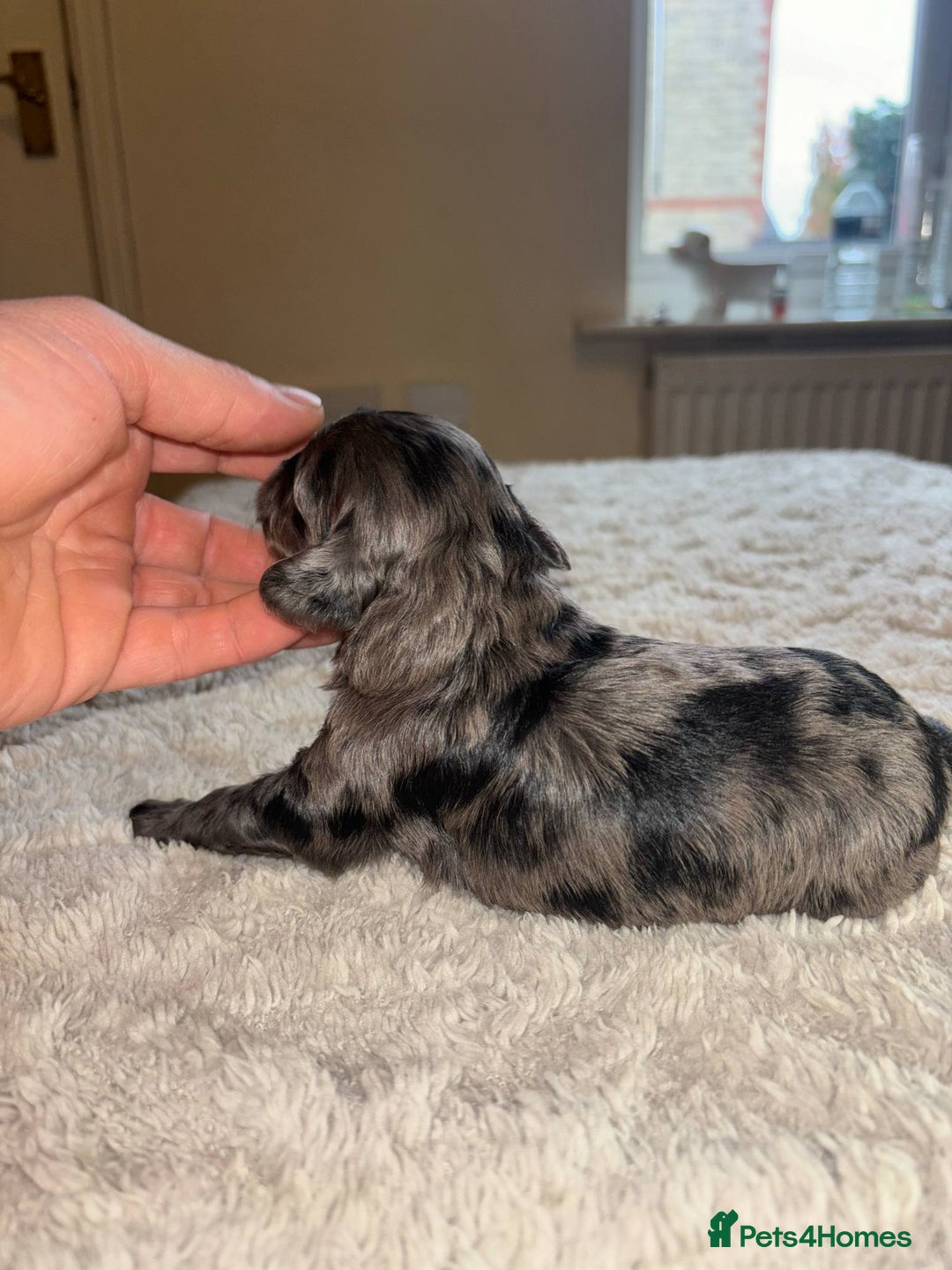 Cockapoo dogs for sale: Cockapoo puppies 🐶 - Image 8