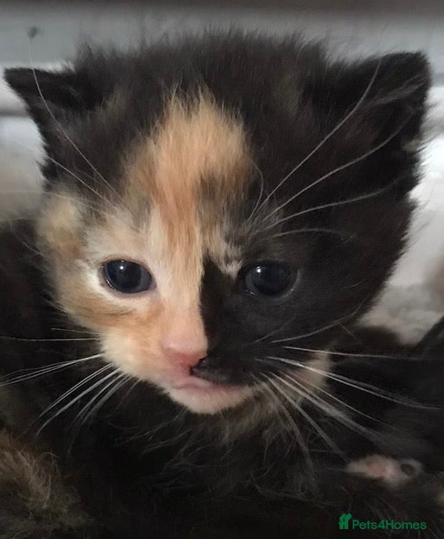 British Shorthair cats Adorable kittens girls and boys available  - Advert 6