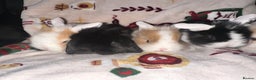 Mini Lop rabbits for sale: Adorable Baby Mini Lops Looking for Loving Homes - Advert 1