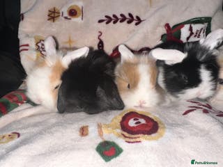 Mini Lop rabbits Adorable Baby Mini Lops Looking for Loving Homes - Advert 1