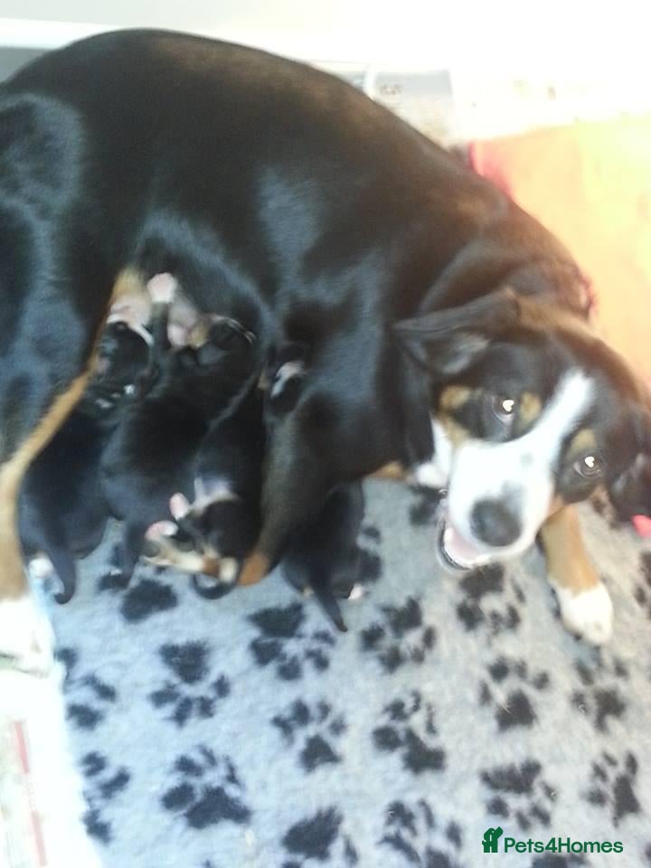 Entlebucher Mountain Dog dogs Cute Entlebucher Pups - Advert 2
